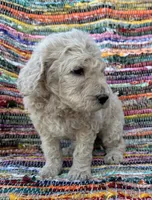 Handsome Boy, a male Poodle - Standard  for sale in Houston, TX – Photo 3 of 8