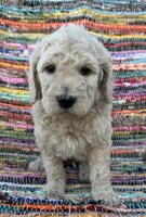 Handsome Boy, a male Poodle - Standard  for sale in Houston, TX – Photo 1 of 8