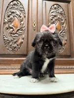 Precious little girl , a female Pug and Shih Tzu for sale in Houston, TX – 5 of 5