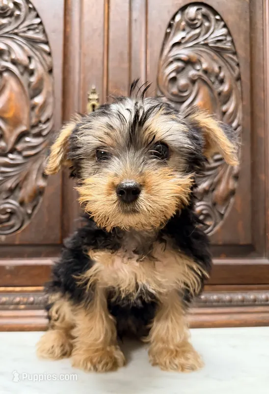 Darling little boy – Yorkshire Terrier puppy for sale in Houston, TX