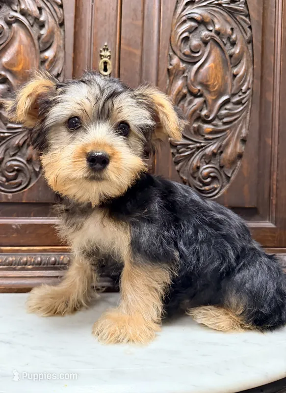 Darling little boy – Yorkshire Terrier puppy for sale in Houston, TX