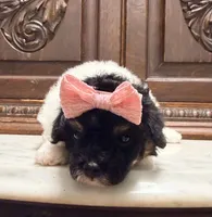 Tiny Toy Female, a female Poodle - Toy  for sale in Houston, TX – 2 of 10