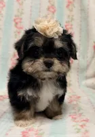 Cutie Pie Female, a female Maltipoo and Shorkie for sale in Houston, TX – Photo 6 of 6