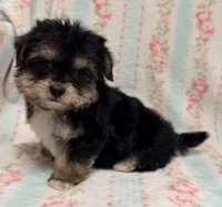 Cutie Pie Female, a female Maltipoo and Shorkie for sale in Houston, TX – Photo 5 of 6