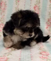 Cutie Pie Female, a female Maltipoo and Shorkie for sale in Houston, TX – Photo 2 of 6