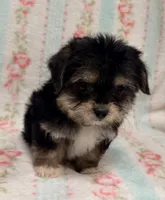 Cutie Pie Female, a female Maltipoo and Shorkie for sale in Houston, TX – Photo 4 of 6