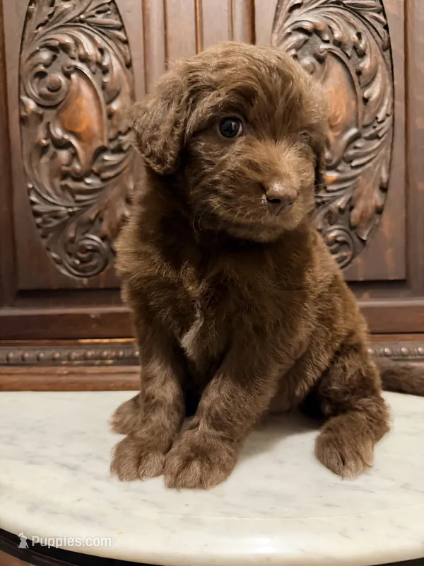 Aussiedoodle Female – Aussiedoodle puppy for sale in Houston, TX