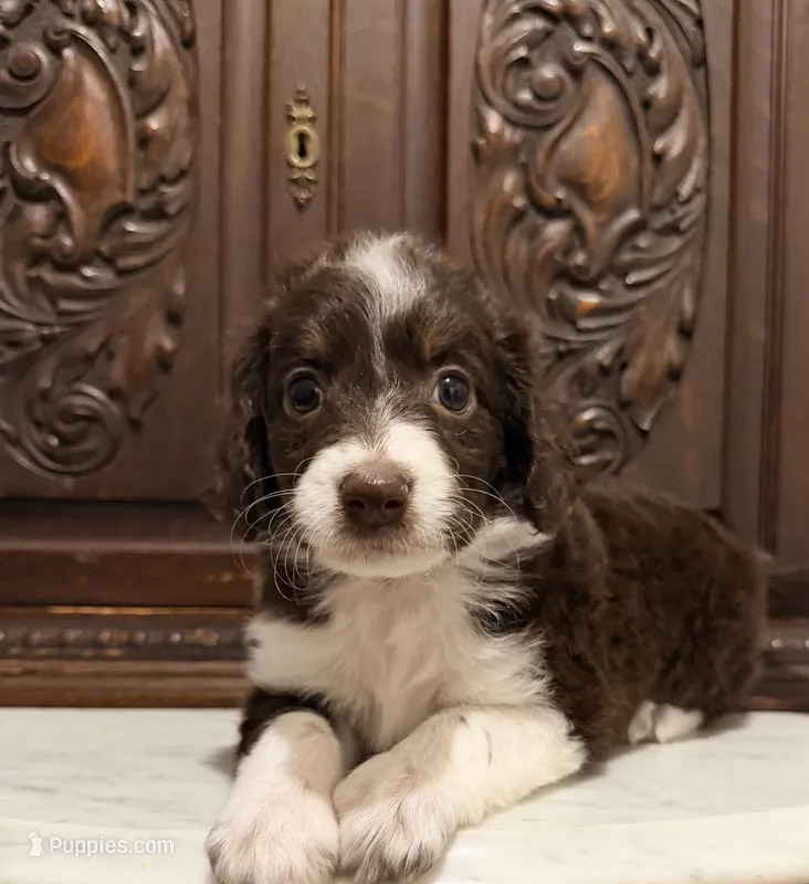 Adorable Dark Chocolate Female – Aussiedoodle puppy for sale in Houston, TX