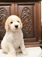 Gorgeous male, a male Poodle - Standard  for sale in Houston, TX – Photo 3 of 6