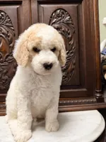 Gorgeous male, a male Poodle - Standard  for sale in Houston, TX – Photo 2 of 6