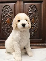 Gorgeous male, a male Poodle - Standard  for sale in Houston, TX – Photo 1 of 6