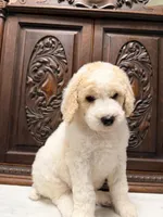 Gorgeous male, a male Poodle - Standard  for sale in Houston, TX – Photo 4 of 6
