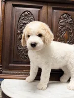 Gorgeous male, a male Poodle - Standard  for sale in Houston, TX – Photo 6 of 6