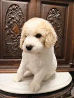 Gorgeous male, a male Poodle - Standard  for sale in Houston, TX – Photo 5 of 6