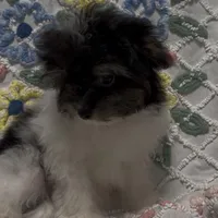 Precious Tiny Female ChiPoo, a female Chihuahua and Poodle - Toy  for sale in Houston, TX – Photo 6 of 9