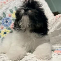 Precious Tiny Female ChiPoo, a female Chihuahua and Poodle - Toy  for sale in Houston, TX – Photo 8 of 9