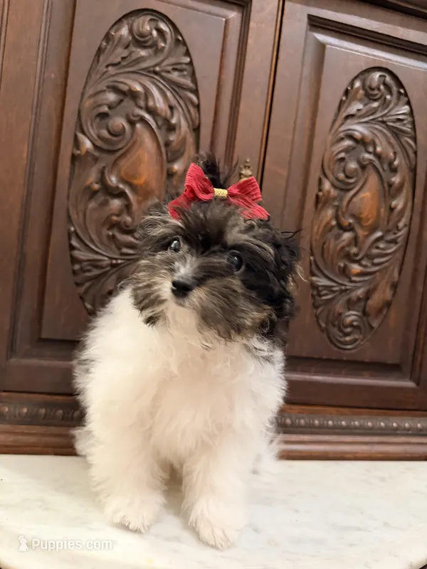 Precious Female ChiPoo