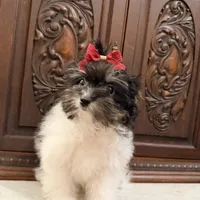 Precious Tiny Female ChiPoo, a female Chihuahua and Poodle - Toy  for sale in Houston, TX – Photo 2 of 9