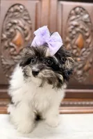 Precious Tiny Female ChiPoo, a female Chihuahua and Poodle - Toy  for sale in Houston, TX – Photo 3 of 9