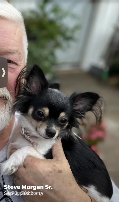 Precious Female ChiPoo