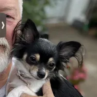 Precious Tiny Female ChiPoo, a female Chihuahua and Poodle - Toy  for sale in Houston, TX – Photo 5 of 9