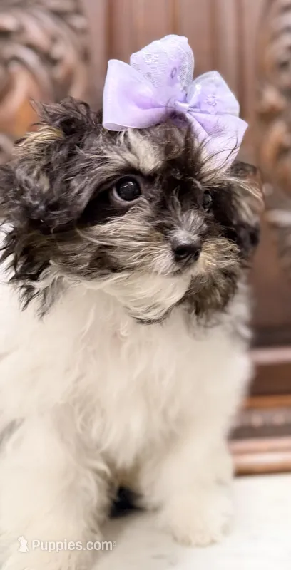 Precious Tiny Female ChiPoo – Chihuahua, Poodle - Toy  puppy for sale in Houston, TX