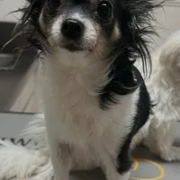 Precious Tiny Female ChiPoo, a female Chihuahua and Poodle - Toy  for sale in Houston, TX – Photo 4 of 9