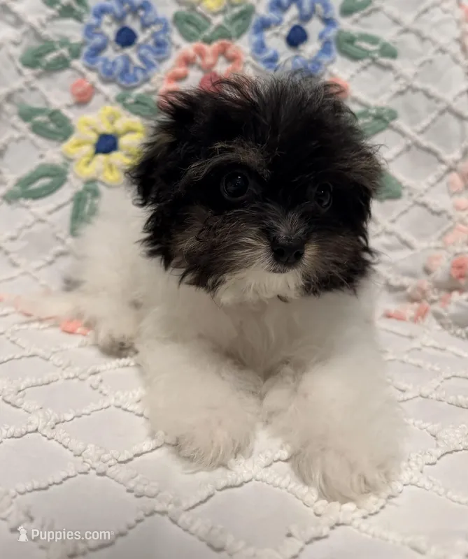 Precious Female ChiPoo