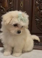 Tiny Female Mal-Chi, a female Chihuahua and Maltese for sale in Houston, TX – 6 of 10