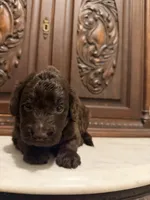 Adorable Female, a female Aussiedoodle for sale in Houston, TX – 4 of 4