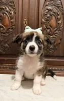 Chihuahua Designer female , a female Chihuahua for sale in Houston, TX – 2 of 4