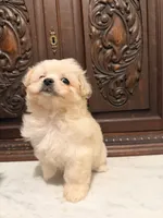 Tiny Female Mal-Chi, a female Malchi for sale in Houston, TX – 2 of 5