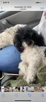 Tiny Toy Female, a female Poodle - Toy  for sale in Houston, TX – 9 of 10