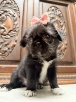 Precious little girl , a female Pug and Shih Tzu for sale in Houston, TX – 2 of 5