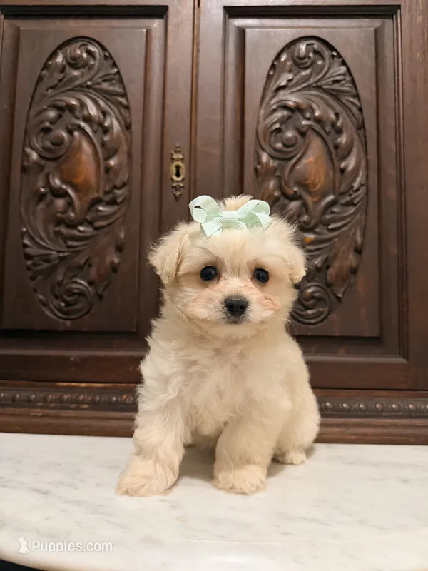 Tiny Female Mal-Chi – Malchi puppy for sale in Houston, TX