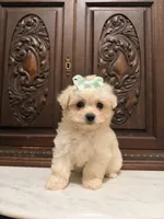 Tiny Female Mal-Chi, a female Malchi for sale in Houston, TX – 5 of 5