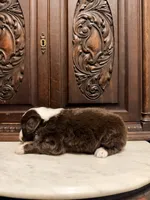 Adorable Dark Chocolate Female, a female Aussiedoodle for sale in Houston, TX – 5 of 5