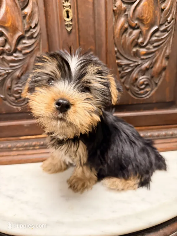 Precious little boy – Yorkshire Terrier puppy for sale in Houston, TX