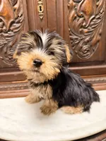 Precious little boy, a male Yorkshire Terrier for sale in Houston, TX – 1 of 4