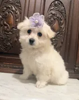 Gorgeous Female , a female Chihuahua and Maltese for sale in Houston, TX – 9 of 9