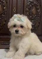 Tiny Female Mal-Chi, a female Chihuahua and Maltese for sale in Houston, TX – 8 of 10