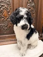 Gorgeous Male , a male Poodle - Standard  for sale in Houston, TX – Photo 4 of 6