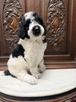 Gorgeous Male , a male Poodle - Standard  for sale in Houston, TX – Photo 2 of 6