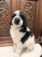 Gorgeous Male , a male Poodle - Standard  for sale in Houston, TX – Photo 5 of 6