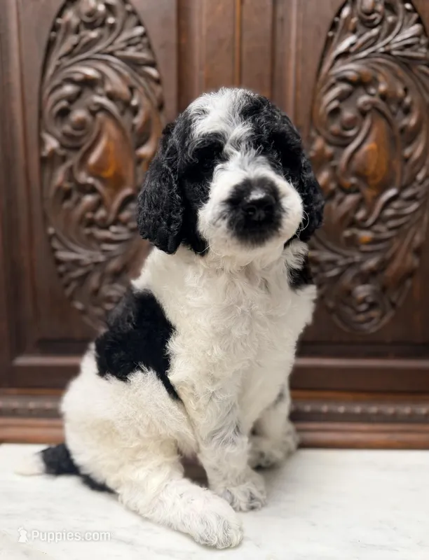 Gorgeous Male  – Poodle - Standard  puppy for sale in Houston, TX
