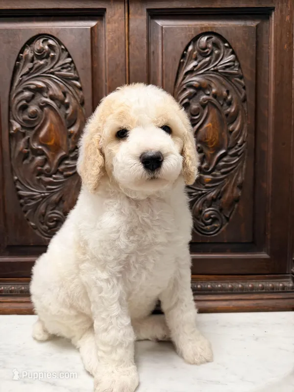 Gorgeous Male  – Poodle - Standard  puppy for sale in Houston, TX