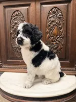 Gorgeous Male , a male Poodle - Standard  for sale in Houston, TX – Photo 6 of 6