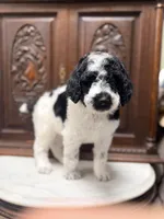 Gorgeous Male , a male Poodle - Standard  for sale in Houston, TX – Photo 3 of 6