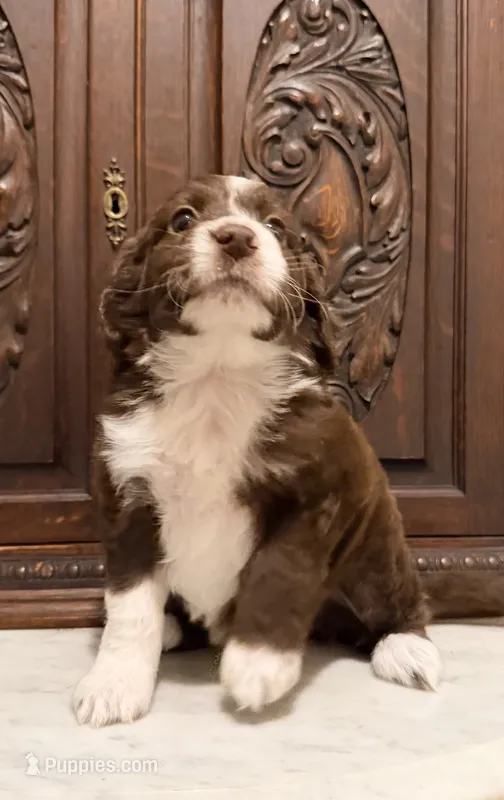 Chocolate and White Female  – Aussiedoodle puppy for sale in Houston, TX