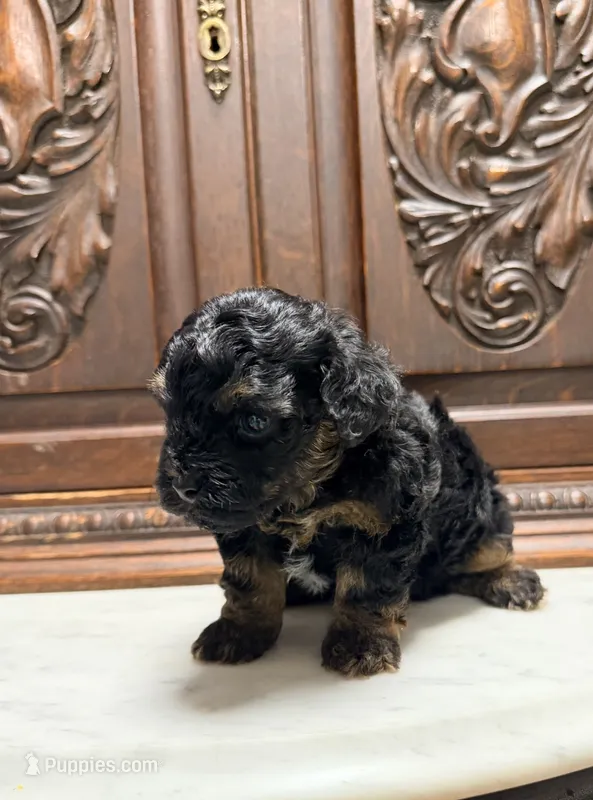 Tiny Toy Male – Poodle - Toy  puppy for sale in Houston, TX
